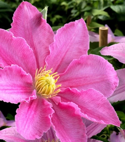 Plant Discount Store -Plant Discount Store 57a02657a0f790d5b1220a66757983fb