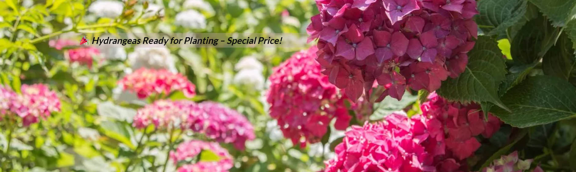 Plant Discount Store -Plant Discount Store yuoou